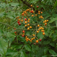 Micromelum minutum (G.Forst.) Wight & Arn.